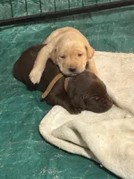 Brown Female Lab, a female Labrador Retriever for sale in Winston-Salem, NC – Photo 5 of 8