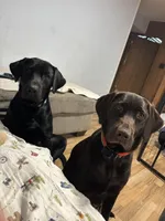 Brown Female Lab, a female Labrador Retriever for sale in Winston-Salem, NC – Photo 8 of 8