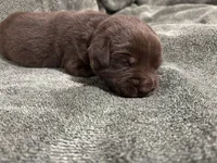 Brown Female Lab, a female Labrador Retriever for sale in Winston-Salem, NC – Photo 7 of 8