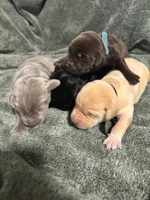 Brown Female Lab, a female Labrador Retriever for sale in Winston-Salem, NC – Photo 6 of 8