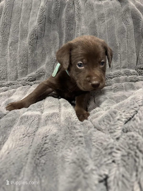 Brown Female Lab