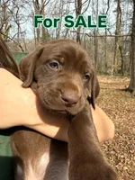 Brown Female Lab, a female Labrador Retriever for sale in Winston-Salem, NC – Photo 2 of 8
