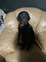 Dark Green Collar, a female Labrador Retriever for sale in Winston-Salem, NC – Photo 6 of 6