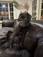 Dark Green Collar, a female Labrador Retriever for sale in Winston-Salem, NC – Photo 5 of 6
