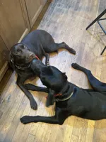 Dark Green Collar, a female Labrador Retriever for sale in Winston-Salem, NC – Photo 4 of 6