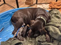 Dark Green Collar, a female Labrador Retriever for sale in Winston-Salem, NC – Photo 3 of 6