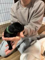Dark Green Collar, a female Labrador Retriever for sale in Winston-Salem, NC – Photo 2 of 6