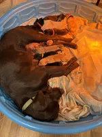 Orange, a female Labrador Retriever for sale in Winston-Salem, NC – Photo 5 of 6