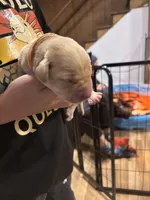 Orange, a female Labrador Retriever for sale in Winston-Salem, NC – Photo 1 of 6