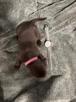 Dark Pink, a female Labrador Retriever for sale in Winston-Salem, NC – Photo 6 of 9