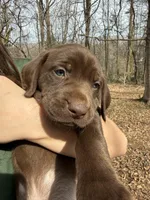 Dark Pink, a female Labrador Retriever for sale in Winston-Salem, NC – Photo 2 of 9