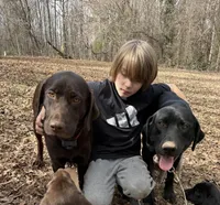 Dark Pink, a female Labrador Retriever for sale in Winston-Salem, NC – Photo 9 of 9