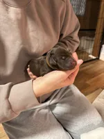 Brown, a female Labrador Retriever for sale in Winston-Salem, NC – Photo 2 of 7