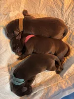 Brown, a female Labrador Retriever for sale in Winston-Salem, NC – Photo 3 of 7