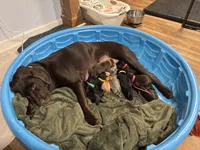 Brown, a female Labrador Retriever for sale in Winston-Salem, NC – Photo 5 of 7
