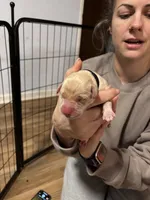 Black Collar, a male Labrador Retriever for sale in Winston-Salem, NC – Photo 1 of 4