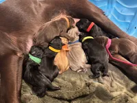 Black Collar, a male Labrador Retriever for sale in Winston-Salem, NC – Photo 4 of 4