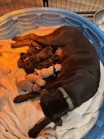 Black Collar, a male Labrador Retriever for sale in Winston-Salem, NC – Photo 3 of 4