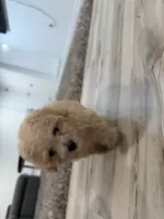 Oliver , a male Poochon for sale in Deal, NJ – 5 of 9