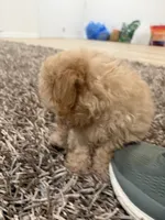 Oliver , a male Poochon for sale in Deal, NJ – 6 of 9