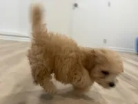 Oliver , a male Poochon for sale in Deal, NJ – 4 of 9