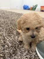 Oliver , a male Poochon for sale in Deal, NJ – 3 of 9