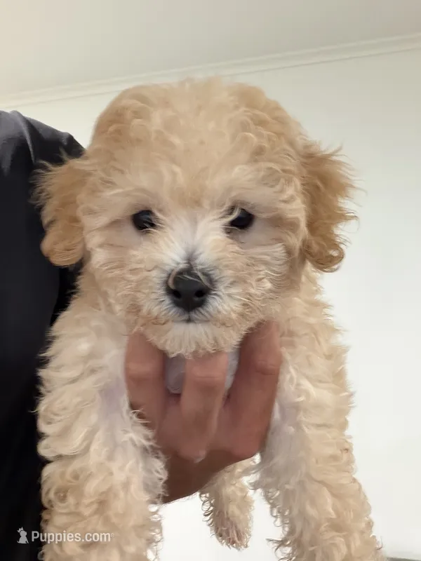 Oliver  – Poochon puppy for sale in Deal, NJ