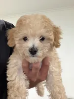 Oliver , a male Poochon for sale in Deal, NJ – 1 of 9