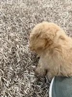 Oliver , a male Poochon for sale in Deal, NJ – 2 of 9