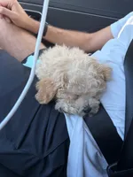 Oliver , a male Poochon for sale in Deal, NJ – 7 of 9