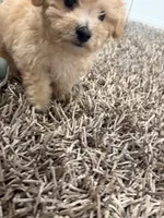 Oliver , a male Poochon for sale in Deal, NJ – 9 of 9