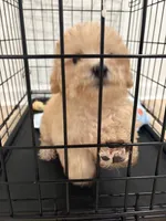 Oliver , a male Poochon for sale in Deal, NJ – 8 of 9