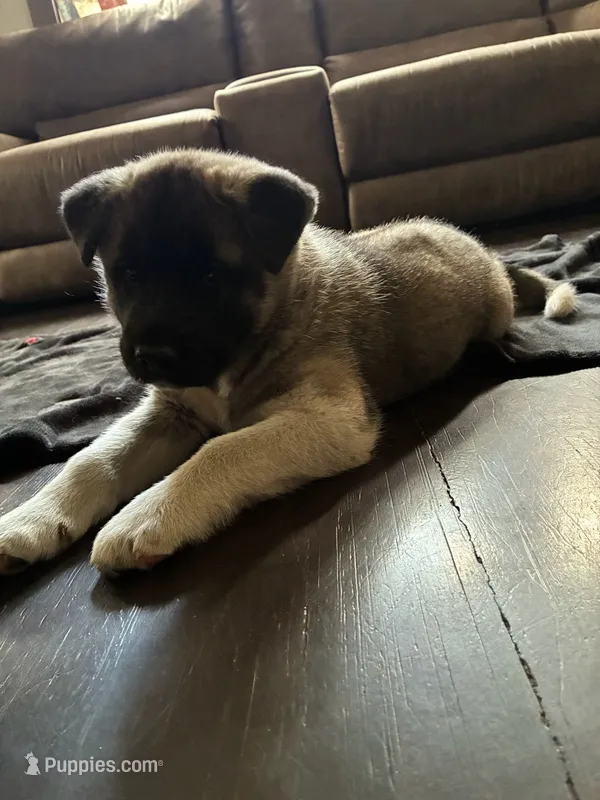 Lena – Akita puppy for sale in South Bend, IN