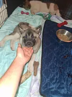Lena, a female Akita for sale in South Bend, IN – 2 of 3