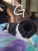 Oreo, a female Akita for sale in South Bend, IN – 2 of 2