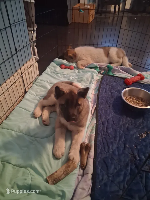 Lena – Akita puppy for sale in South Bend, IN