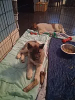 Lena, a female Akita for sale in South Bend, IN – 1 of 3