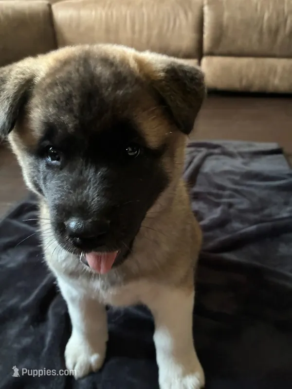 Mina – Akita puppy for sale in South Bend, IN