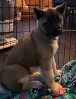 Lena, a female Akita for sale in South Bend, IN – 3 of 3