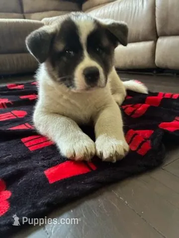 Donut – Akita puppy for sale in South Bend, IN