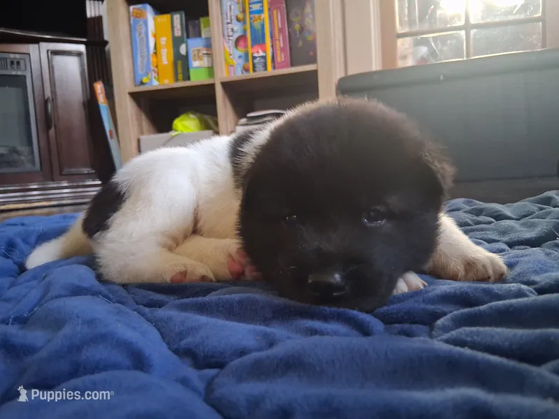 Ariel – Akita puppy for sale in South Bend, IN
