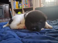 Ariel, a female Akita for sale in South Bend, IN – 1 of 2