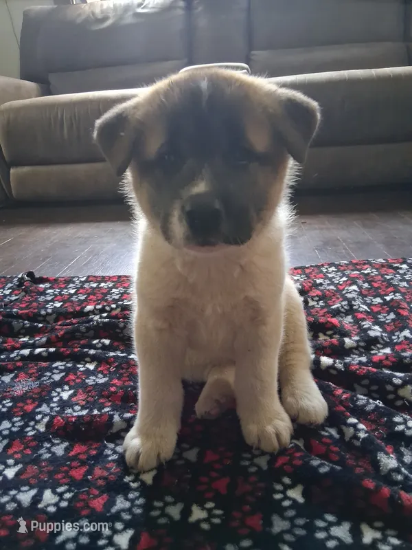 Lenard – Akita puppy for sale in South Bend, IN
