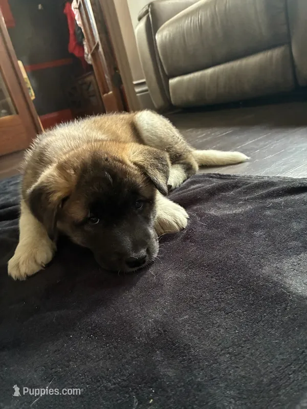 Butter cup – Akita puppy for sale in South Bend, IN