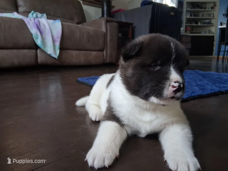 Spot – Akita puppy for sale in South Bend, IN