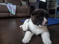 Spot, a male Akita for sale in South Bend, IN – 1 of 2