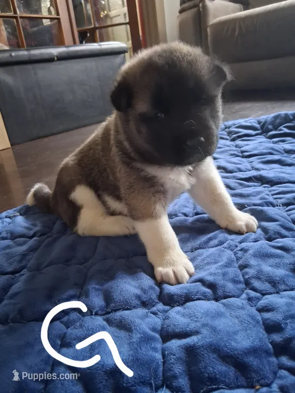 Lena – Akita puppy for sale in South Bend, IN