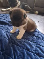 Butter cup, a male Akita for sale in South Bend, IN – 2 of 2