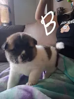 Lenard, a male Akita for sale in South Bend, IN – 2 of 2