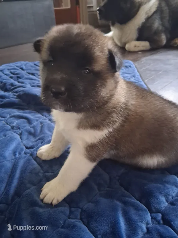 Butter cup – Akita puppy for sale in South Bend, IN